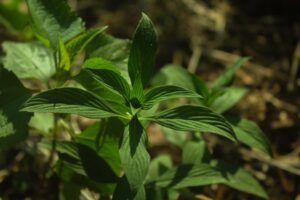 Photo Plants native for resilient crops