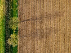 Photo agricultură verticală
