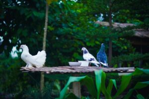 Photo ecological animal and bird farming