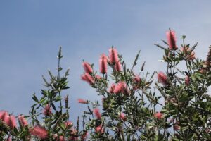 Photo Plants native