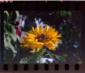 Photo ecosystem agricultural