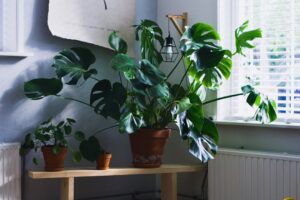Photo indoor plant care