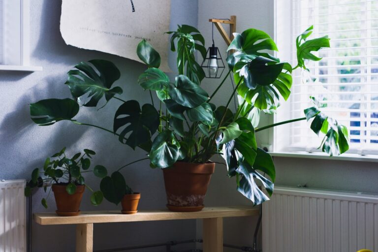 Ghid pentru îngrijirea plantelor de interior pe timp de vară și iarnă